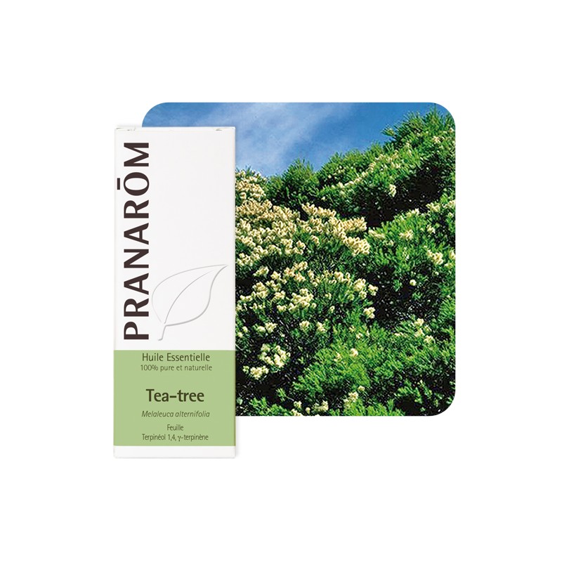 Tea Tree - Pranarom klessentiel.com Tea Tree - Pranarom klessentiel.com