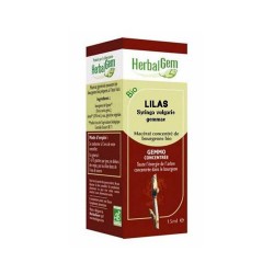 Lilas -Herbalgem - klessentiel.com